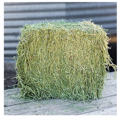 Standlee Premium Timothy Hay Bale, 50 lb – Compressed Forage for Horses & Small