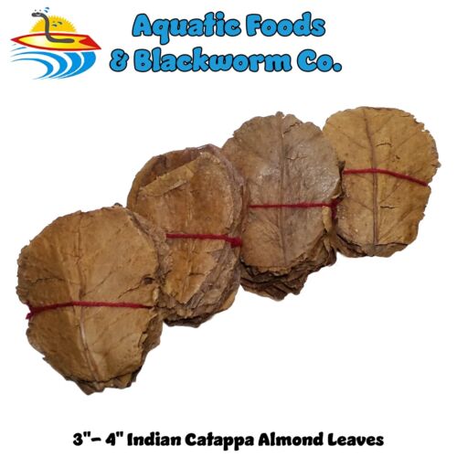 3-4″ Indian Catappa Almond Leaves, for Shrimp, Bettas and Aquariums