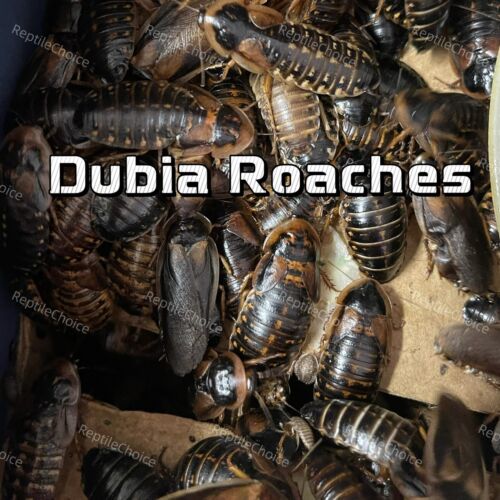 Dubia Roaches |Small, Medium, Large, Adult| FREE SHIPPING| 20 Counts-1000 Counts