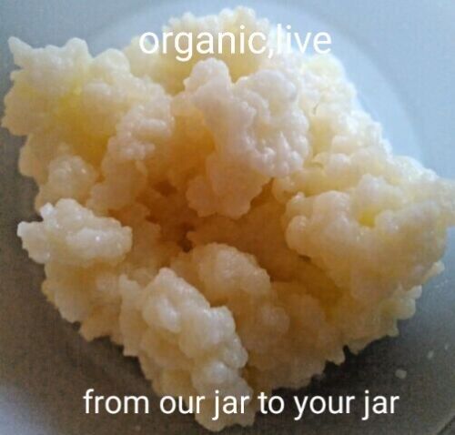 ORGANIC,Milk KEFIR GRAINS,Buy2Get3 FRESH Live Probiotic!W/T#,Inst.on Descrpt.