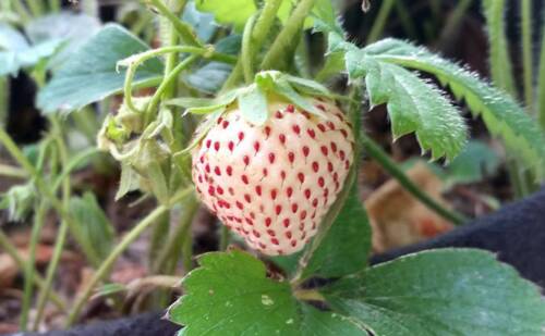 Organic Strawberry / PINEBERRY PLANTS – small bare root 4 count U.S.A