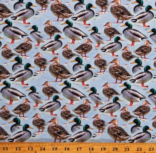 Cotton Mallards Ducks Animals 2024 Birds Blue Fabric Print by the Yard D786.09