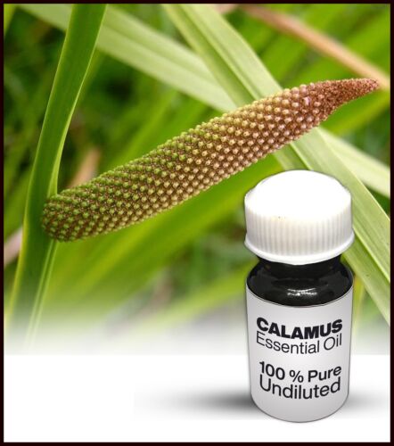 Calamus Essential Oil 100% Pure Undiluted (10ML-500ML)