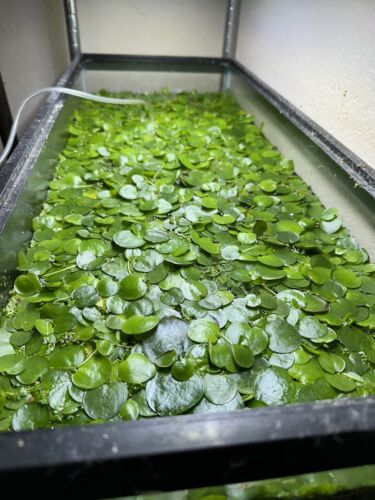 30+ Leaf Amazon Frogbit Live Aquatic aquarium Floating Plant BUY 2 GET 2 FREE