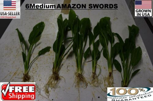 6  Medium amazon sword Plant  Easy Aquarium aquascaping planted tank easy