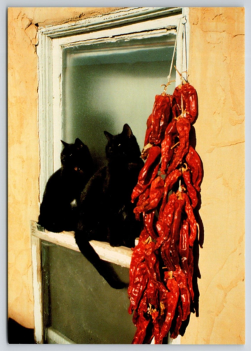 Black Cats Adobe House Windowsill Red Chili Peppers Santa Fe NM Postcard UNP 6×4