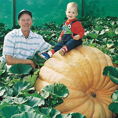 Dill’s Atlantic Giant Pumpkin Seeds | World Record Holder | Free Shipping | 1074