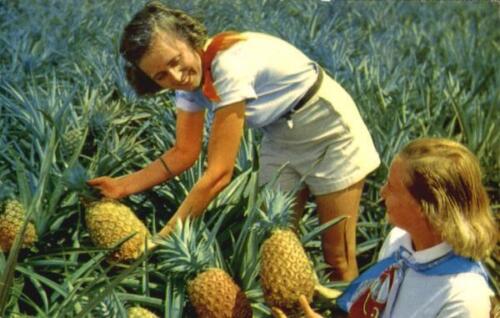 Fruit Luscious Pineapples Ray Helbig’s Hawaiian Service Chrome Vintage Postcard