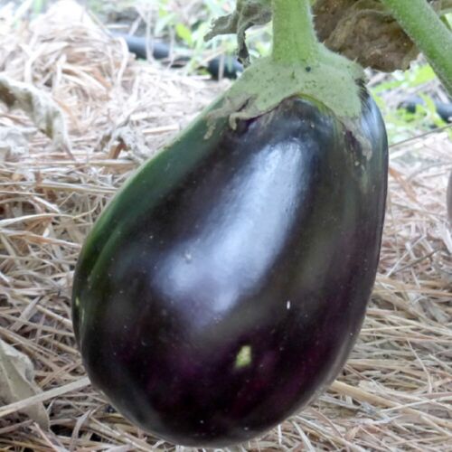 Black Beauty Eggplant Seeds | NON-GMO Eggplant Seeds | Heirloom Garden Seeds