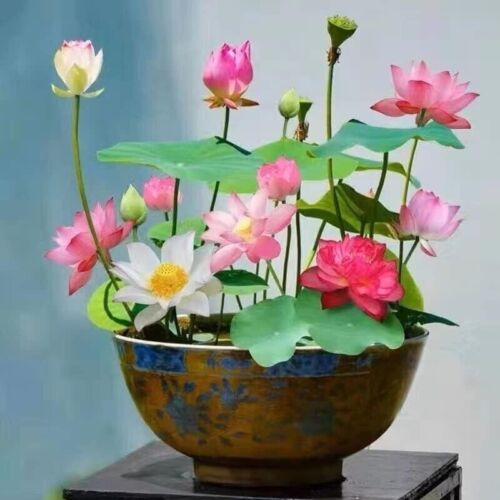 10pcs Pre-Sprouted Mixed Color Bonsai Bowl Lotus Aquatic Plants Ready to Thrive