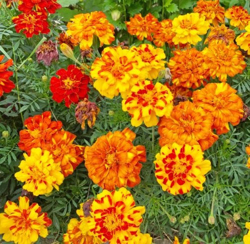 400+ French Marigold – SPARKY MIX – Heirloom —-  FRESH