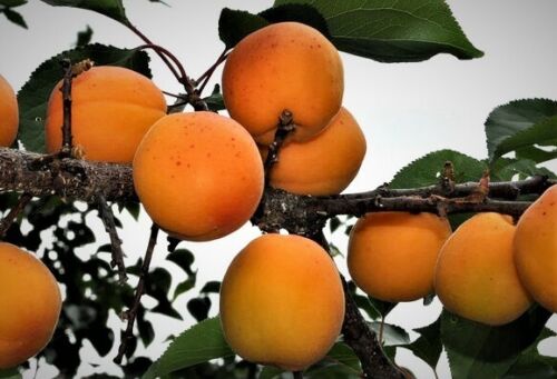 1 Hardy Apricot 1 foot bareroot tree