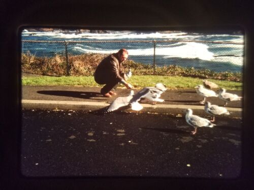 XAI10 35mm Slide Photo Vintage 11-78-6 GULL GAMES OTTER CREST WAYSIDE US 101 XXX