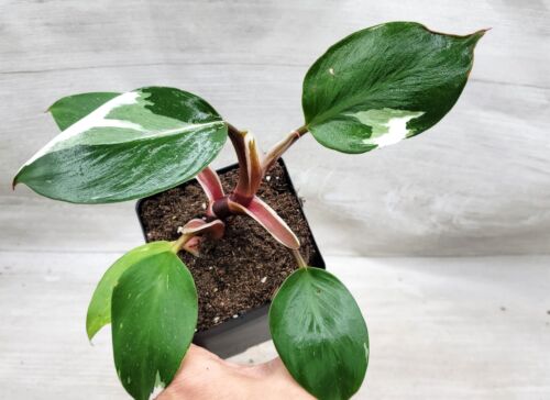 Philodendron White Knight , rare Philodendron live houseplant in 3 inch Pot