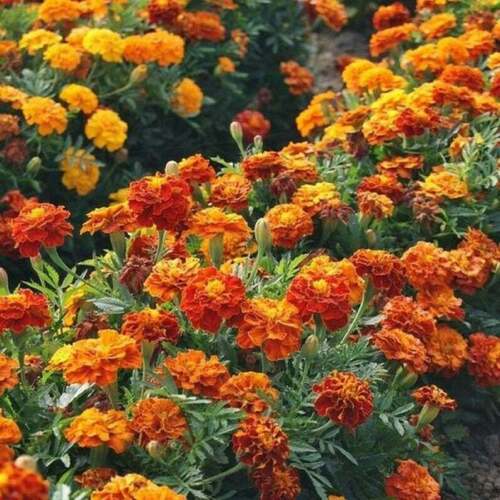 French Marigold SPARKY MIX Red Orange Yellow Dwarf Non-GMO Beneficial 300 Seeds!