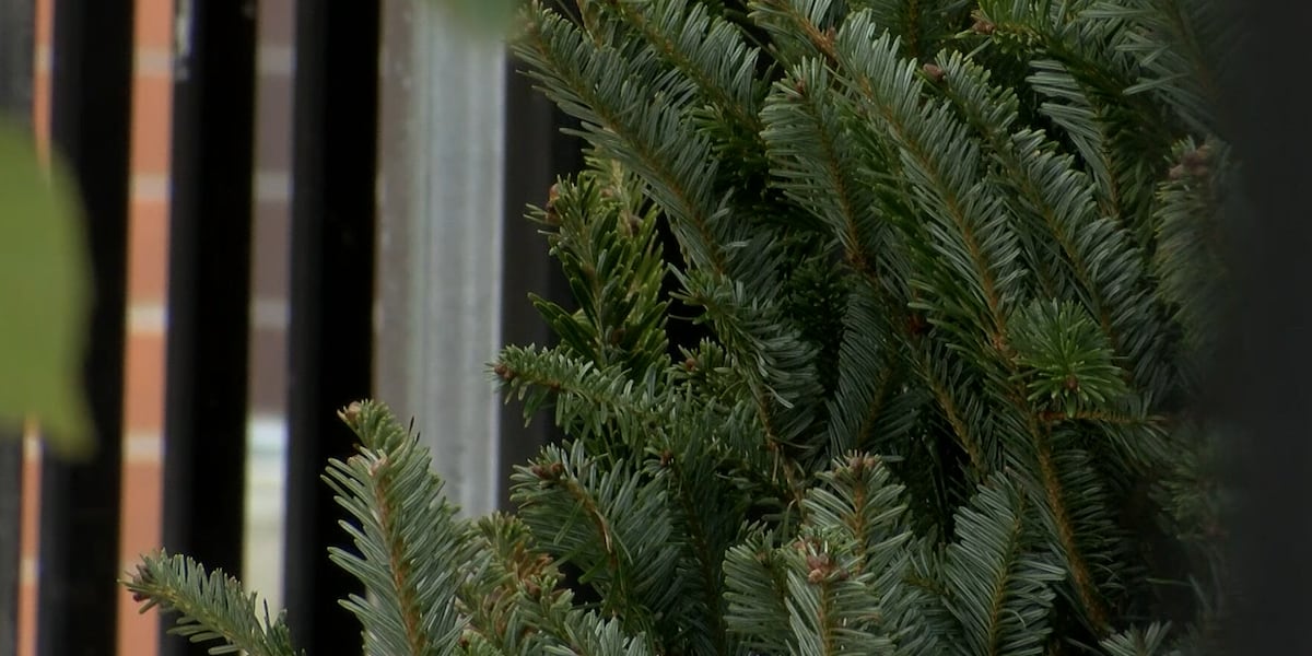 City of Hoover, Alabama Power partnering to repurpose live Christmas trees, announce new drop-off location