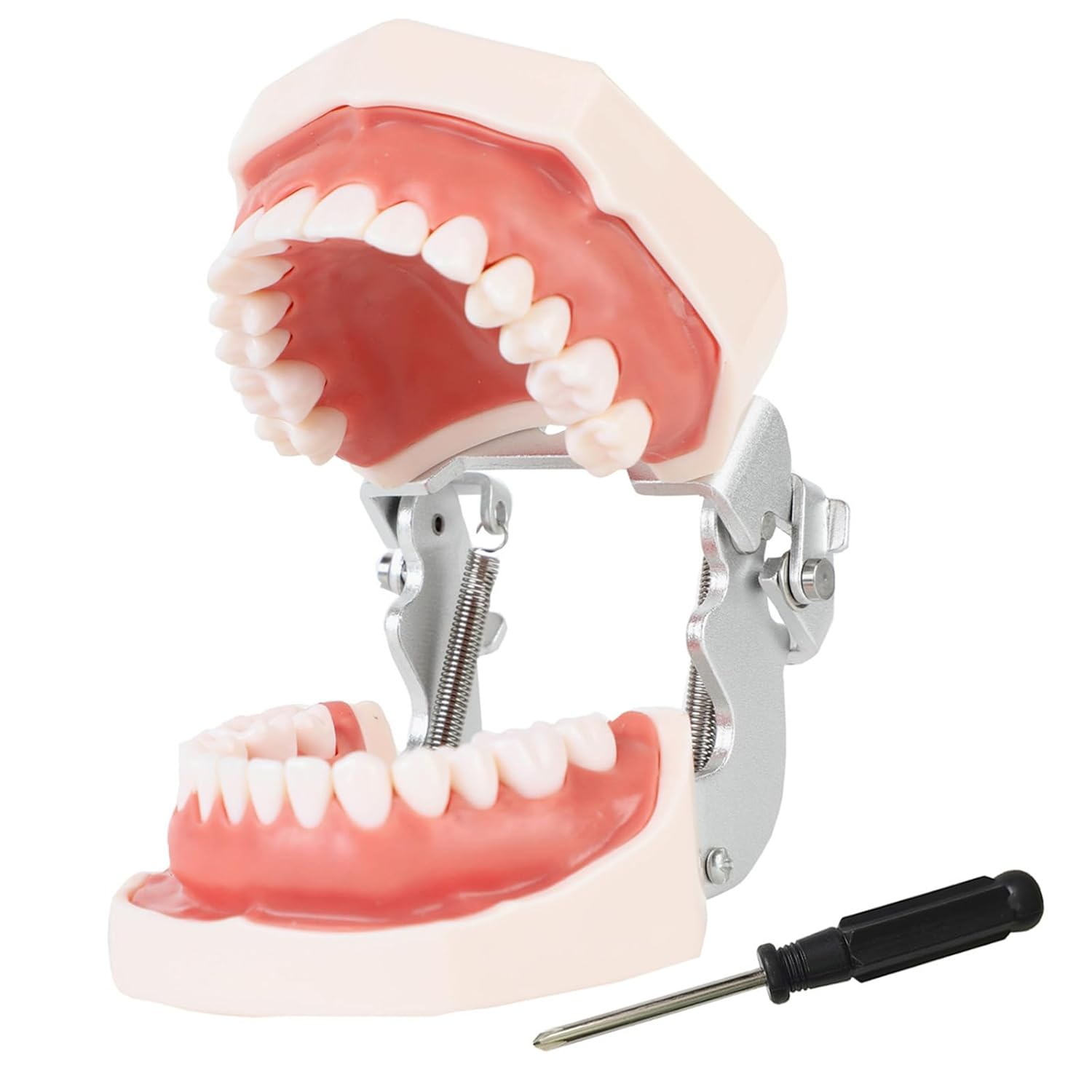 Dental Teaching Model with Training Teeth for Students and Professionals – Detachable Resin Teeth with Soft Gums, Dental Practice Tool with Screwdriver – Ideal for Dental Education, and Demonstrations