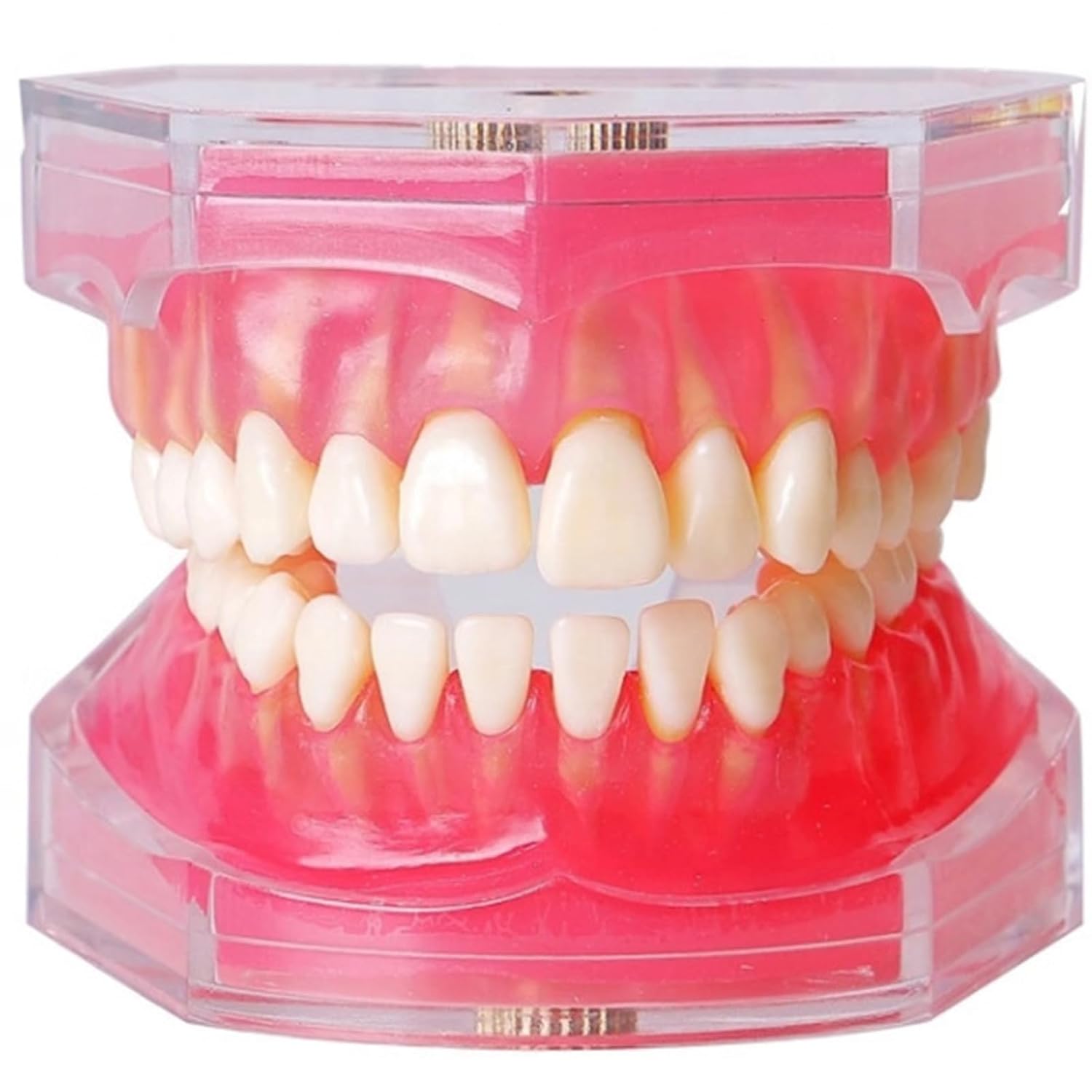 Standard Study Teaching Dental Model with All Removable Teeth – Soft Silicone Gel Gum and Bendable Teeth Typodonts for Students and Professionals – Ideal for Dental Education and Demonstrations