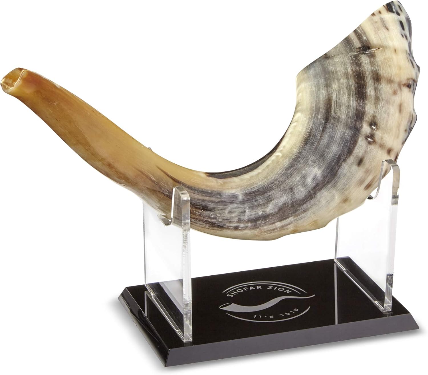 Exq Kosher ODORLESS Polished Shofar | Rams Horn | Smooth Mouthpiece for Easy Blowing | Made in Israel | Includes Exquisite Stand and Carrying Bag 15″-16″ BB