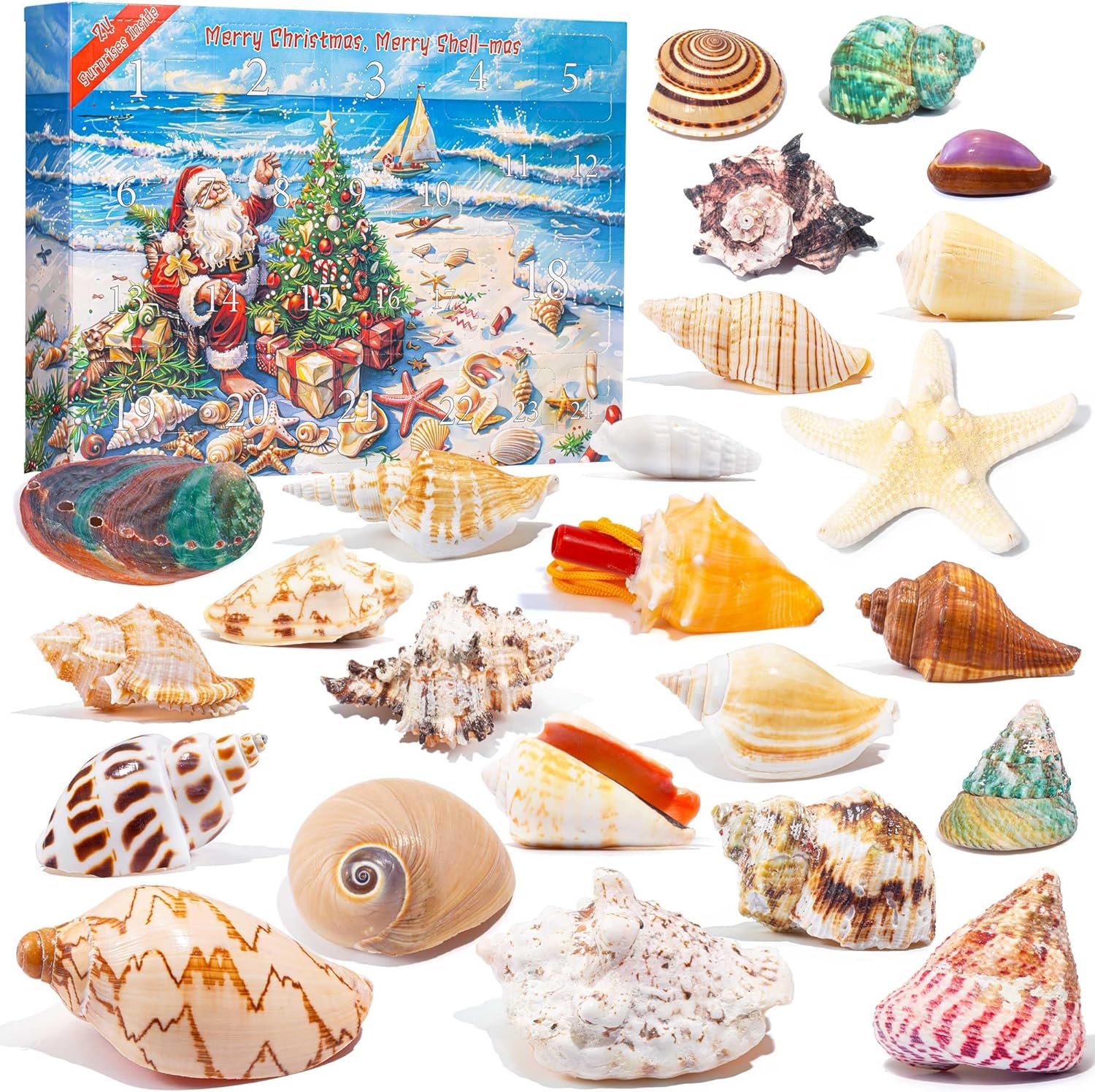 QianCannaor Advent Calendar 2024 Crystals for Kids with 24 Days Christmas Countdown Surprises, Natural Mineral & Rock Stone for Learning, Collection, Scientific Gift for Girls & Boys & Geology Enthusiasts (Seashell Advent Calendar 2024)