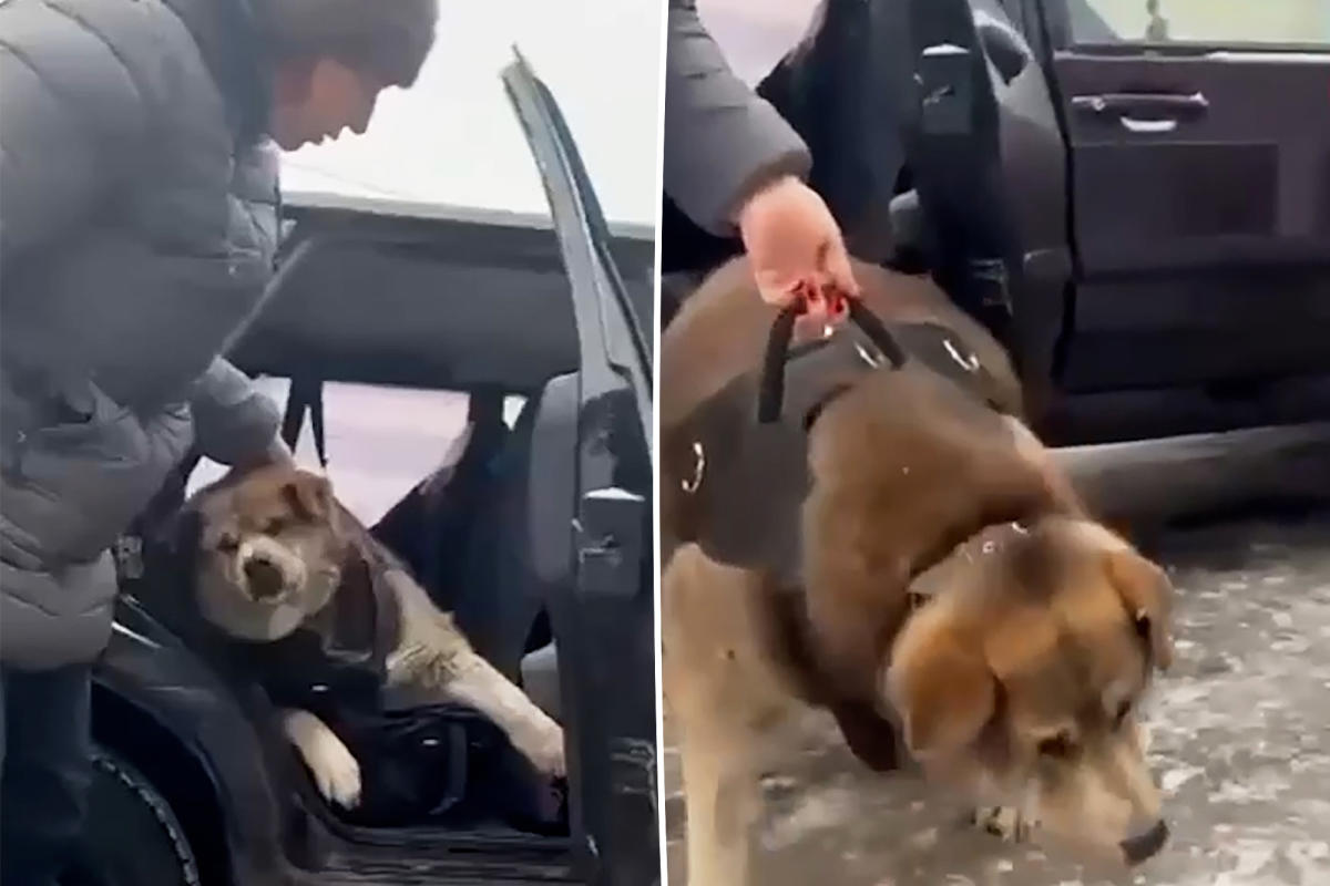 Dog weighing a whopping 144 pounds can barely get out of car after arriving at fat camp