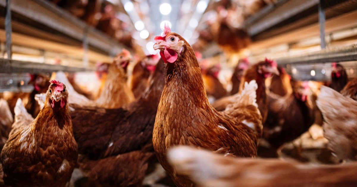 Will Bird Flu Lead to a Pandemic or Lockdown? Experts Weigh In