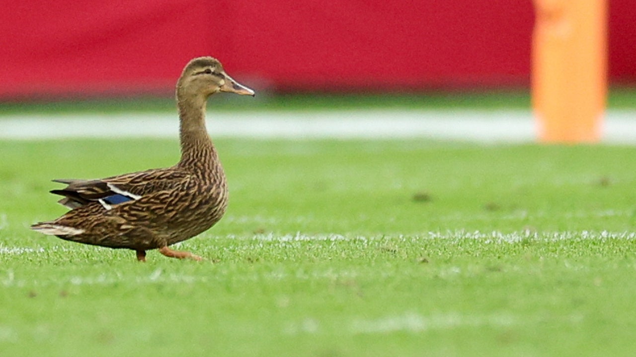 Bucs’ Jalen McMillan no fan of duck that landed on field during game despite fan frenzy