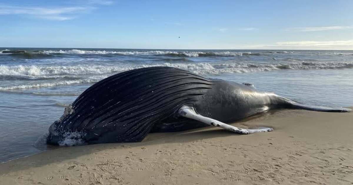 Humpback whale that washed ashore in Kitty Hawk has necropsy