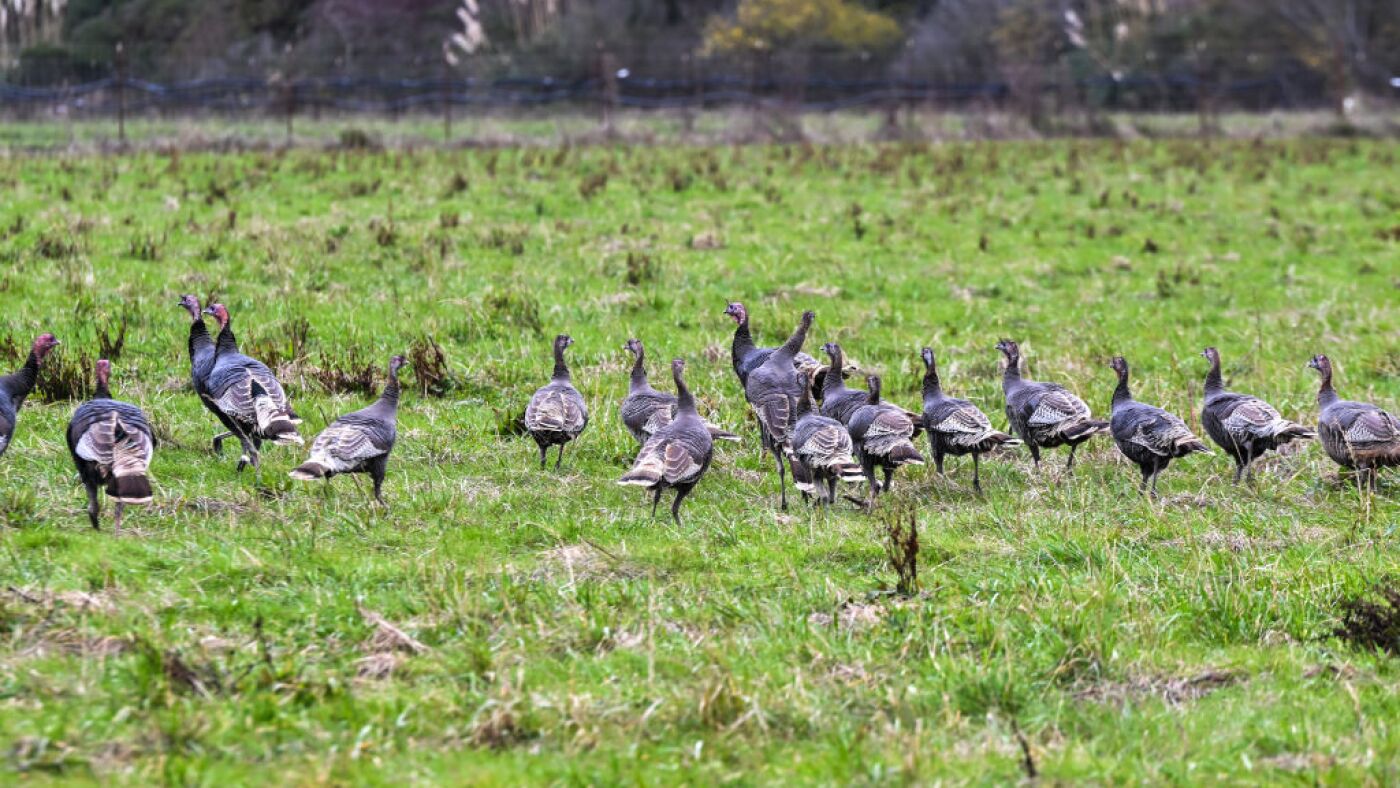 The bird flu circulating is affecting birds and cattle, and even cats and dogs : Shots