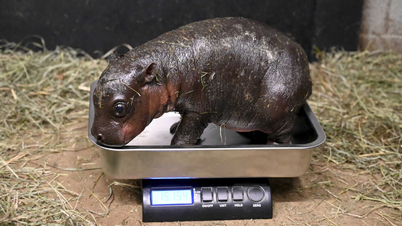 A pygmy hippo was born at a Virginia zoo, and you can help name it : NPR