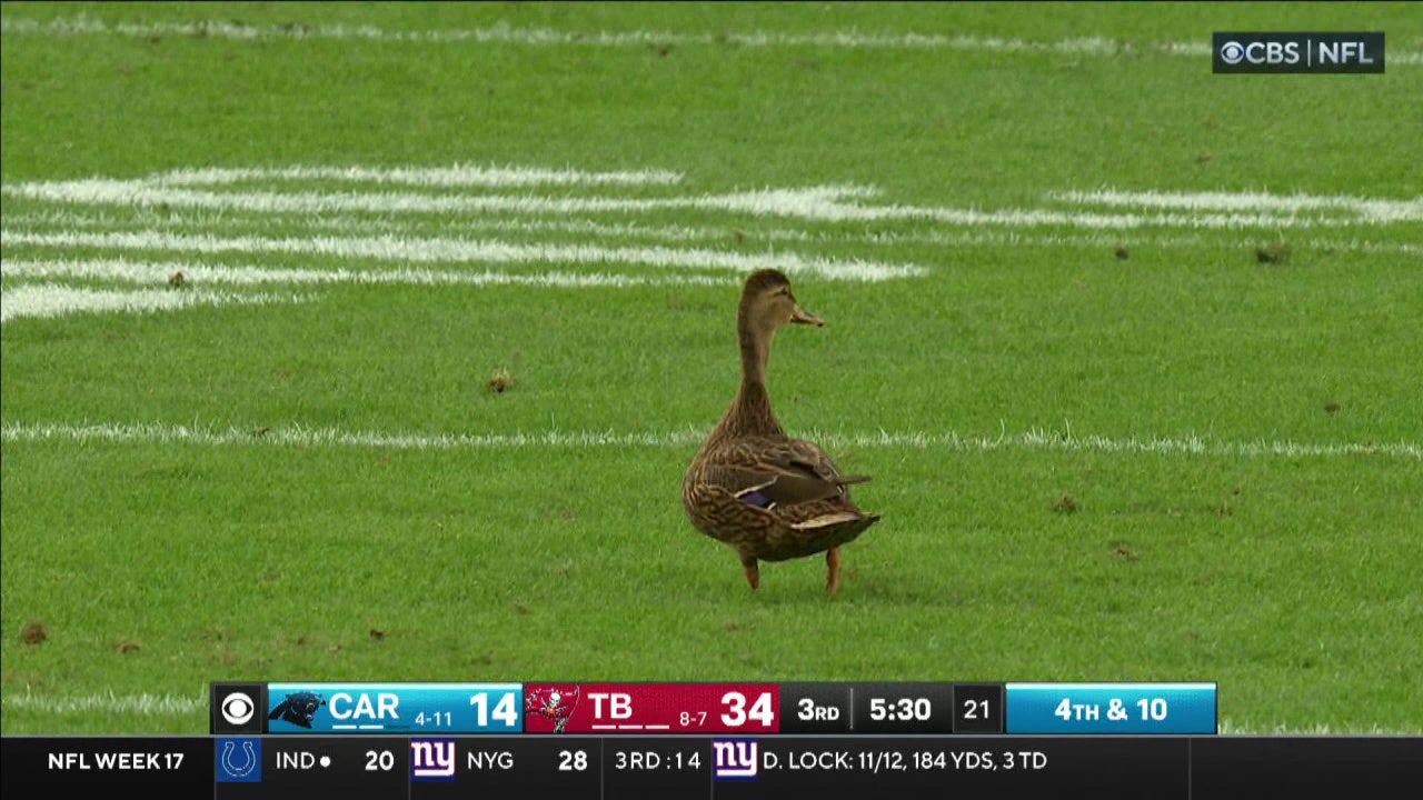 Is that a duck on the 40-yard line? Behind the viral moment from Sunday’s Bucs game