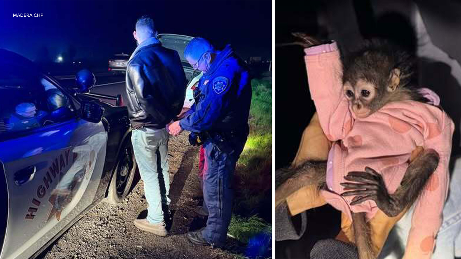 Madera CHP arrest suspected DUI driver, confiscates his spider monkey