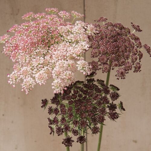 50+ Dara Daucus Queen Anne’s Lace seeds