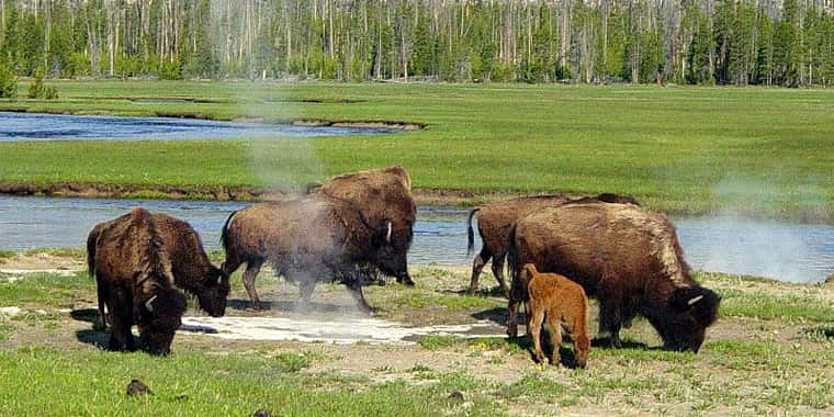 Gov. Gianforte, State Agencies File Suit Over Yellowstone National Park’s Bison Management Plan – Northern Ag Network