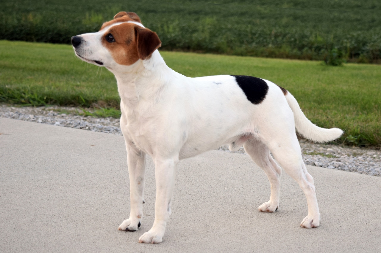 202nd breed added to American Kennel Club’s lineup