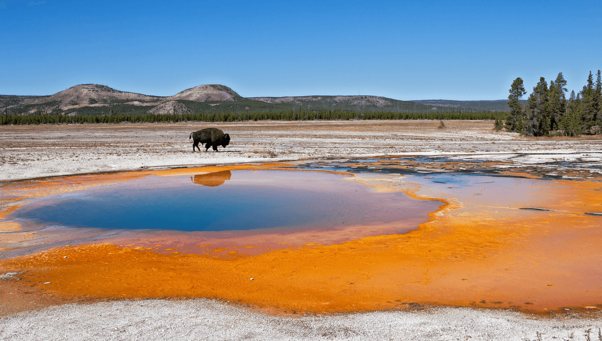 Volcanic Activity Under Yellowstone Seems To Be Shifting Northeast