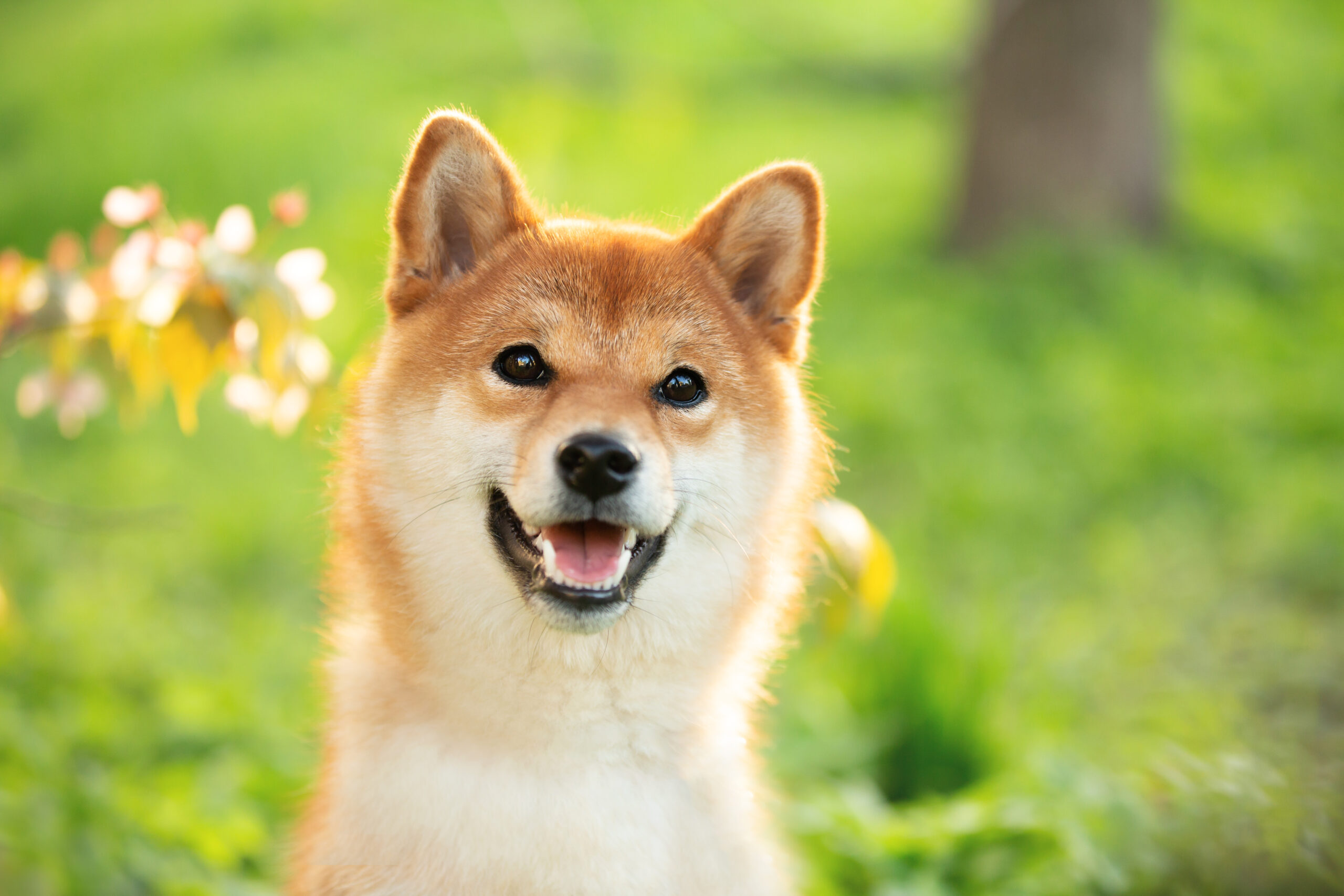 Why Dogecoin Is Soaring Today