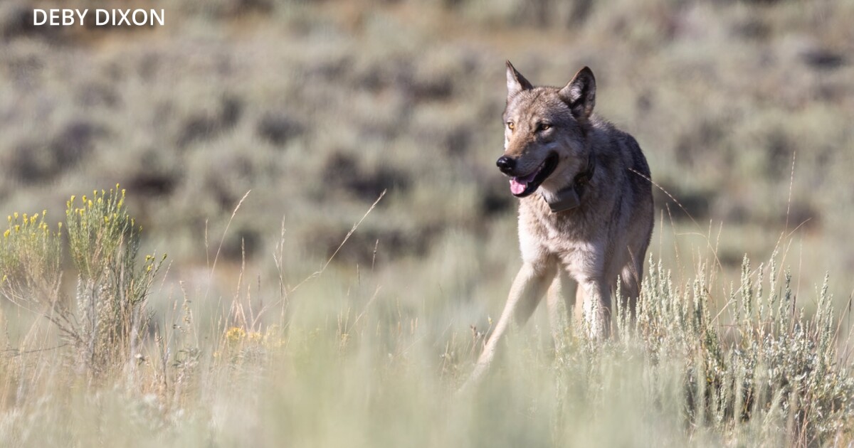 Wildlife enthusiasts mourn the loss of Yellowstone’s famed wolf, 907F