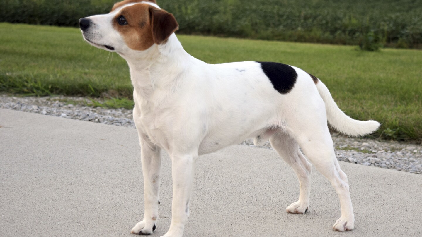 Meet the Danish-Swedish farmdog, the newest breed in the American Kennel Club’s lineup