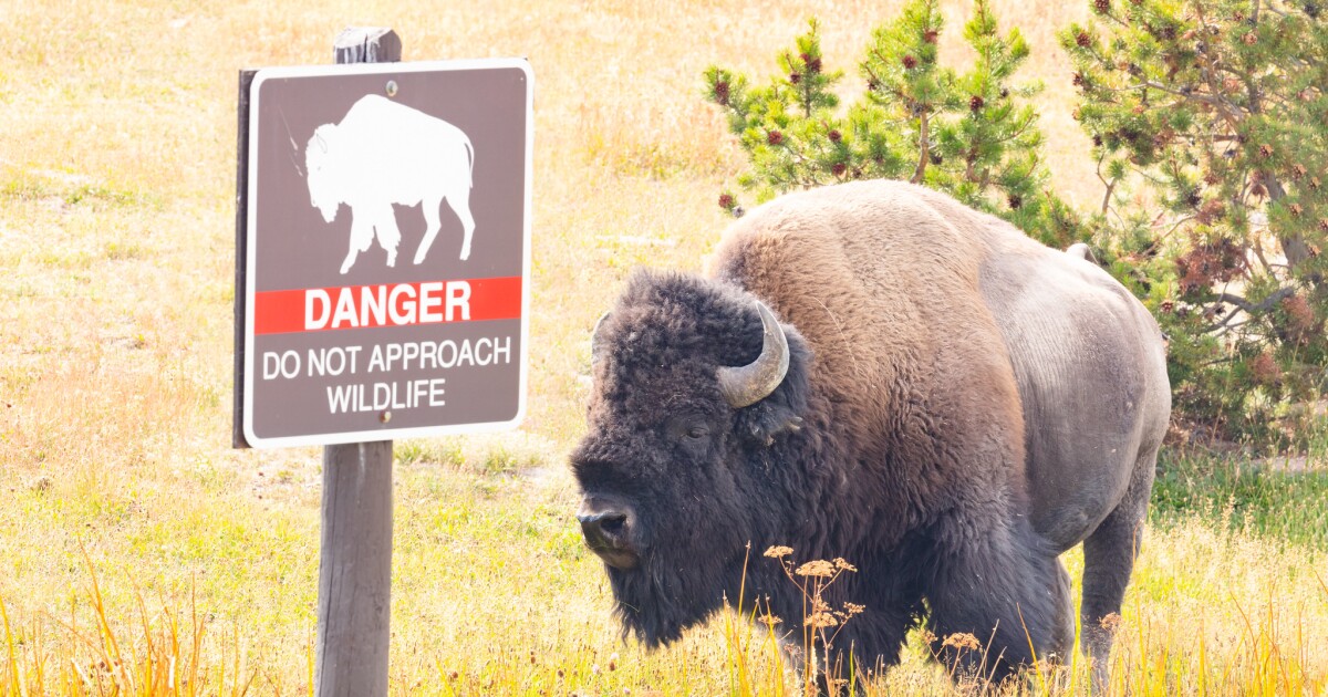 Gianforte, state agencies file lawsuit over Yellowstone NP bison management plan